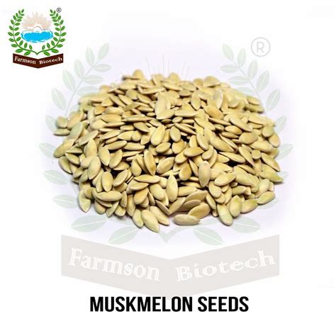 Hybrid Muskmelon Seeds F Packaging Type Packet At Rs Gram In