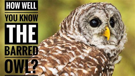 Barred Owl Description Characteristics And Facts Youtube