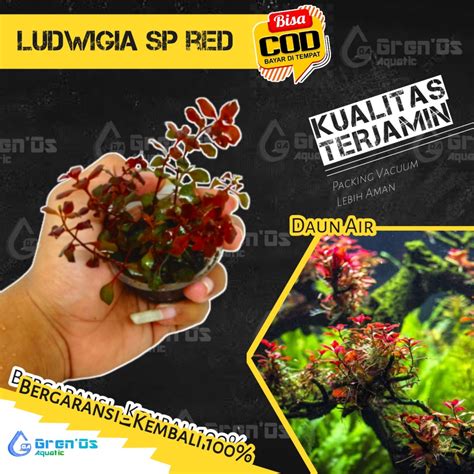 Jual Ludwigia Ludwegia Sp Red Untuk Bonsai Sakura Tanaman Tumbuhan