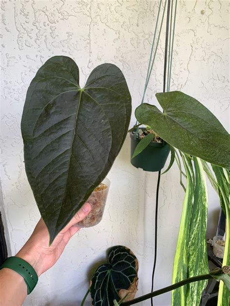 Anthurium Queen Of Hearts Plant Etsy In Anthurium Plants