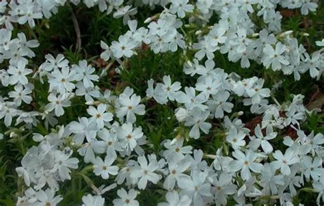 Garten Teppich Flammenblume Zwergenteppich Phlox Subulata