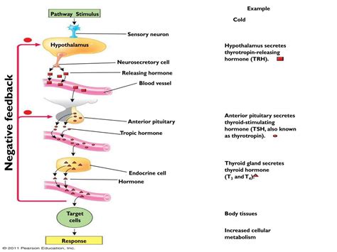 PPT Chp 45 Hormones The Endocrine System Review Chp 11 Cell