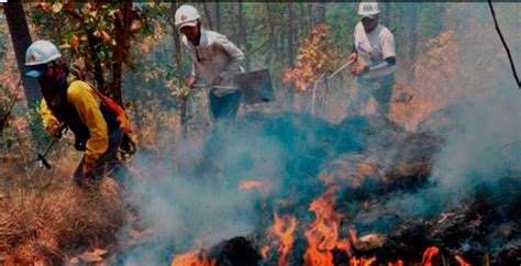 Incendios Forestales Consumen Mil Hect Reas De Bosque Diario La