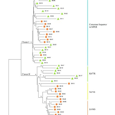 Phylogenetic Tree Of Hiv 1 Env Sequences At Two Time Points In Donor