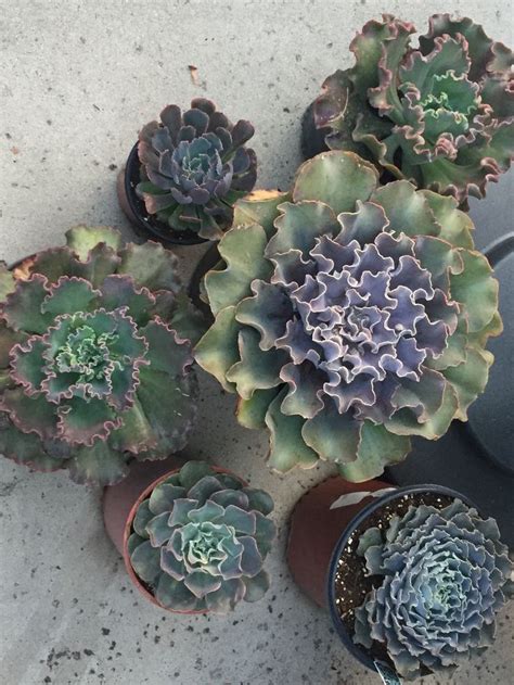 Assorted Large Echeveria Hybrids Begins At Top Echeveria Frills