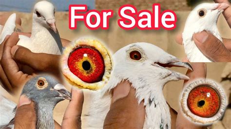 White Racing Pigeons For Sale Top Performer Racing Pigeons Racer Pigeon