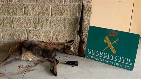 Denunciados Dos Cazadores Furtivos En Le N Tras Ser Sorprendidos Con Un