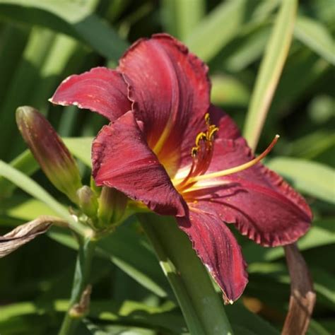 Hémérocalle Rouge Foncé Hemerocallis Pot 14cm Gamm Vert