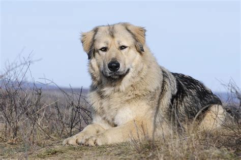 How to take care of a Caucasian Shepherd Dog