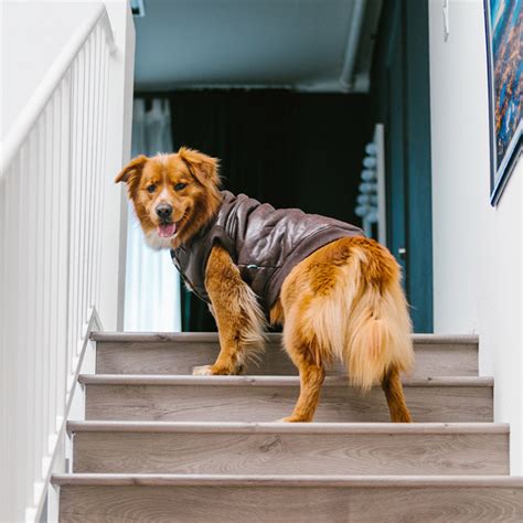 Teach Your Dog To Climb Stairs · The Wildest