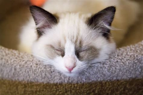 Ragdoll Kitten Sleeping stock photo. Image of kitty, bicolor - 29611570