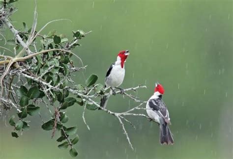 Cardeal Do Nordeste Ou Galo De Campina Aves Belas Passaros