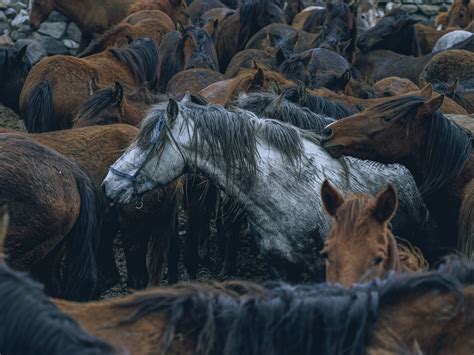 A Herd of Horses · Free Stock Photo