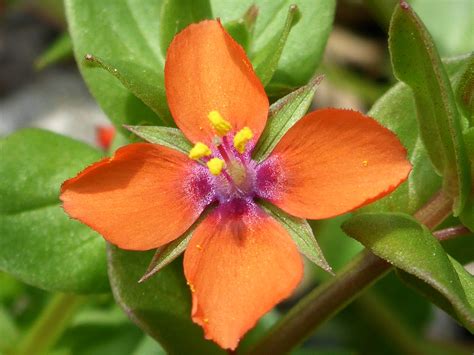 Photographs Of Anagallis Arvensis UK Wildflowers Four Petalled Flower