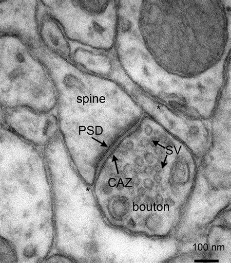 5 Neurotransmission Text For BIO400 Neuroanatomy At Salem State