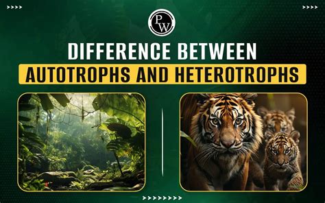 Difference Between Autotrophs And Heterotrophs