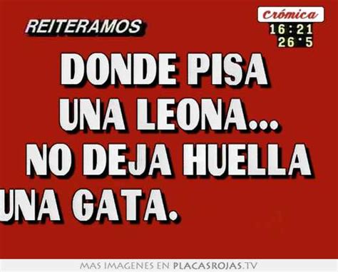 Donde Pisa Una Leona No Deja Huella Una Gata Placas Rojas Tv