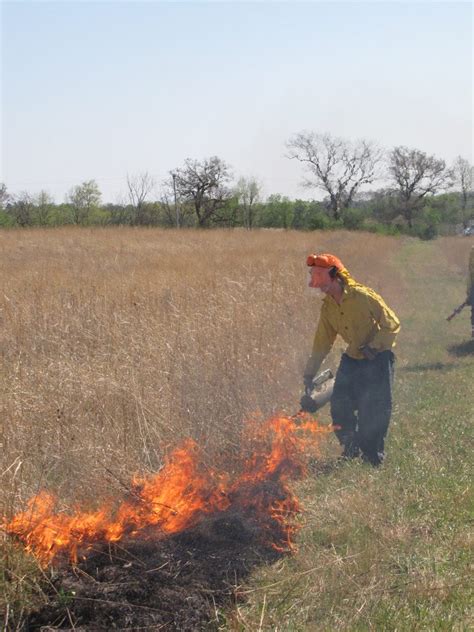 Embracing The Flames The Role Of Prescribed Burns And Volunteers In