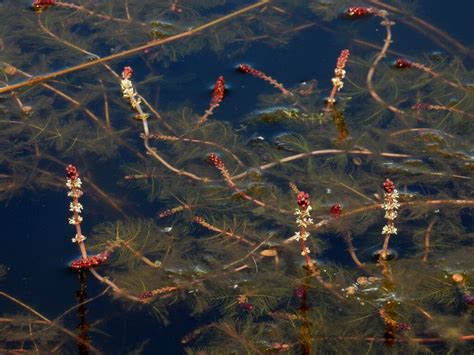 De Beste Inheemse Vijverplanten De Natuur Van Hier