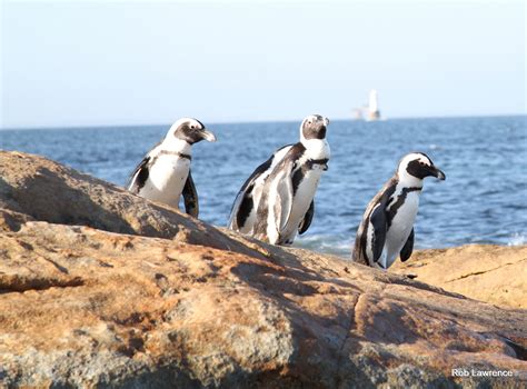 Boulders penguin colony, False Bay in Cape Town