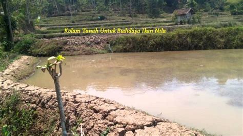 Cara Budidaya Ikan Nila Di Kolam Tanah