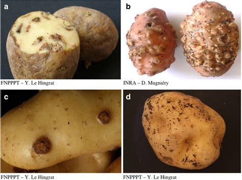 Open Access Potato Soil Borne Diseases A Review 2012 Marie Fiers