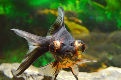 Telescope Goldfish The Unique Goldfish With Big Eyes