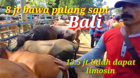 PASAR SAPI HEWAN PELAIHARI Hari Ini Senen 1Mei 2023 Bali Limosin