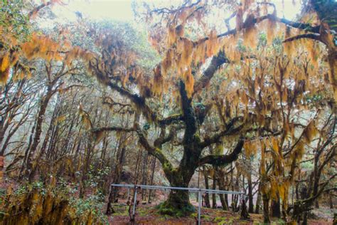 Agenda Propia El bosque es el corazón de Ixtlán la historia de la