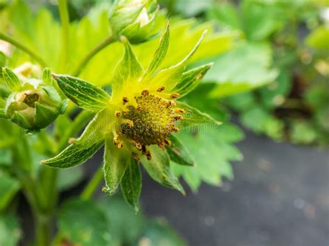 Garden Strawberry Plant Starting To Grow After A Period Of Dormancy In