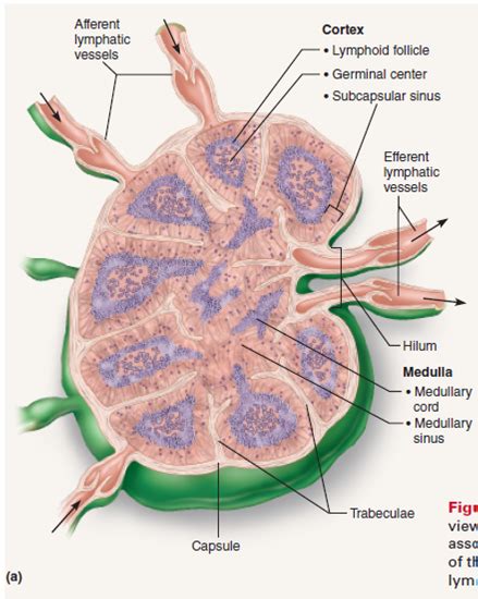 Anatomy Of A Lymph Node Anatomy Reading Source