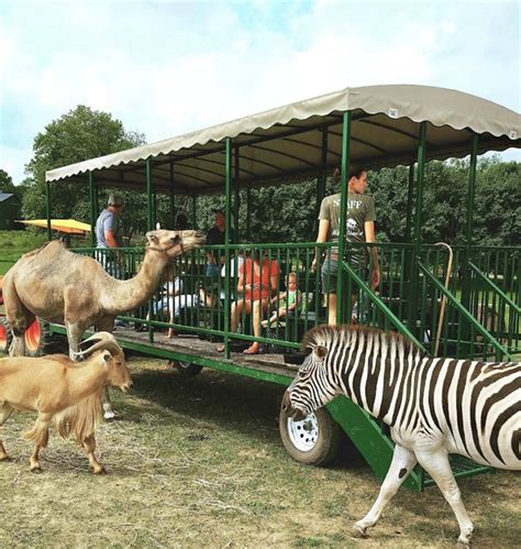 Aikman Wildlife Adventure Is A Drive Thru Safari Park In Illinois