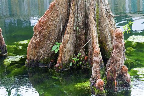 Bald Cypress In Water Photograph By Diane Macdonald Pixels