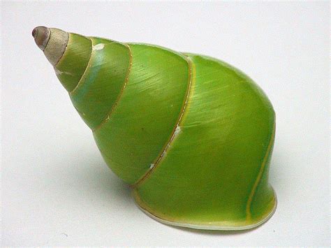 Lets Do Some Zoology Emerald Green Snail Papustyla Pulcherrima