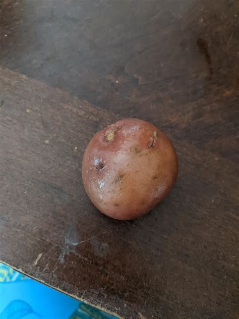 I Grew My First Potato Planted From A Store Potatoes So Im Hoping They Still Taste Good R