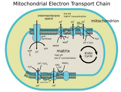 What is the Difference Between Chemiosmosis in Mitochondria and Chloroplast | Compare the ...