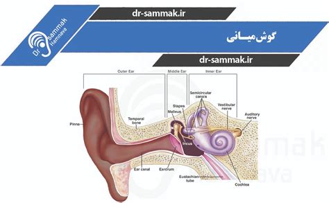 فروشگاه اینترنتی دکترسمعک مقالات حوزه گوش و سمعک بیماری های گوش