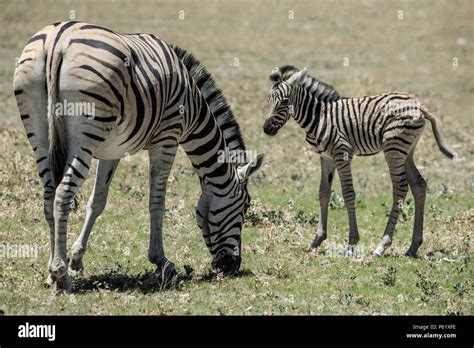 Burchell's zebra mother foal hi-res stock photography and images - Alamy