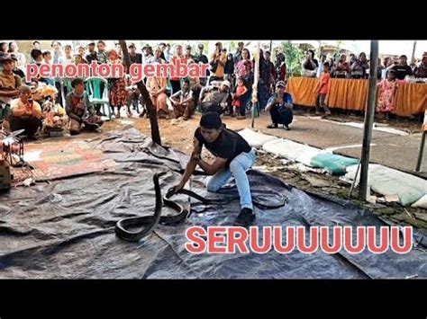 Warga Heboh Atraksi Ular King Cobra YouTube