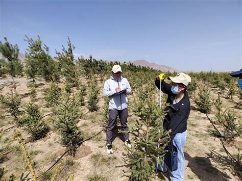 甘肃省张掖市林木种苗管理站扎实开展林草种苗质量抽查工作 关注森林