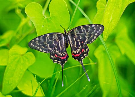 Dragon Swallowtail Laying Eggs Mike Friel Flickr