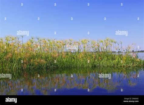 Papyrus in the Okavango Delta Botswana Stock Photo - Alamy