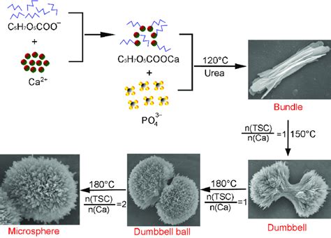 Formation Mechanism Of Porous Ha Microspheres By Tsc And Urea Via A