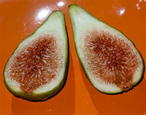 Fig Database® Emerald Strawberry