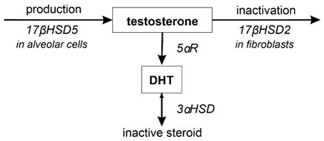 Biomolecules Free Full Text Y It Matters—sex Differences In Fetal