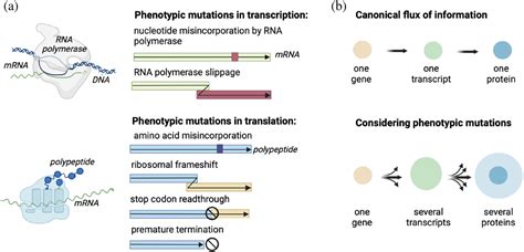 Phenotypic Mutations Contribute To Protein Diversity And Shape Protein