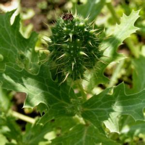 Breithorniger Stachelmohn Bl Te Wei Argemone Platyceras Galerie Album