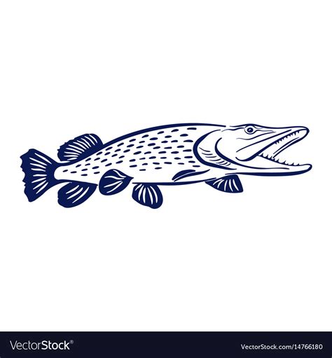 Pike Fish Royalty Free Vector Image VectorStock