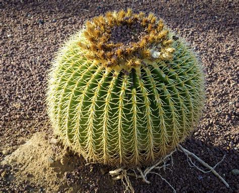 Barrel Cactus Care - Gardenerdy