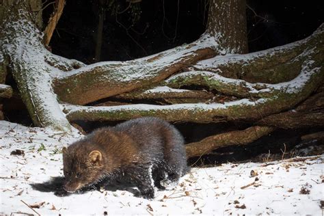 Using Trail Cameras to Photograph Elusive Animals - NANPA